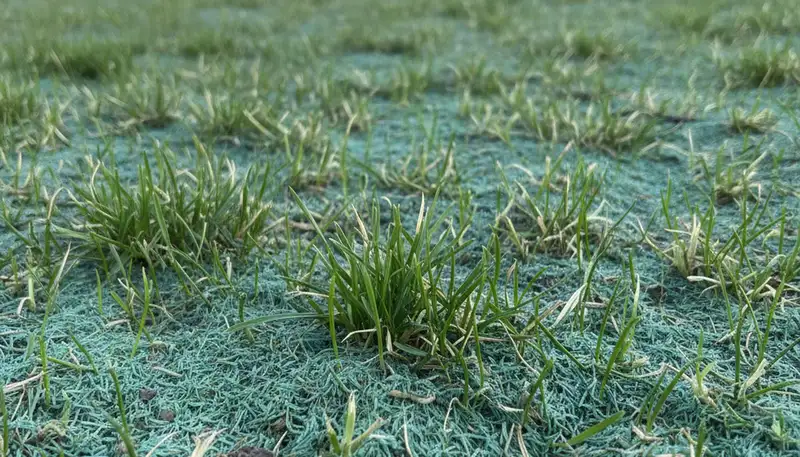 New grass seedlings from professional hydroseeding establishing a lush lawn in Thornton, CO