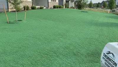 Freshly hydroseeded lawn with green slurry coating on prepared soil in Thornton, CO landscaping project