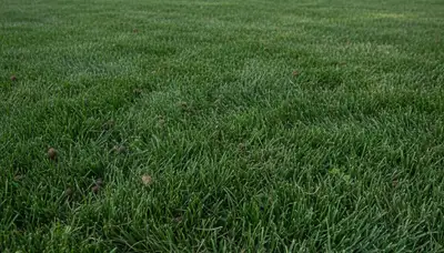 Thornton CO lawn recovering after professional aeration, showing healthy turf growth and soil improvement