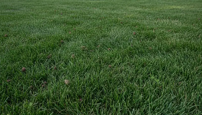 Thornton CO lawn recovering after professional aeration, showing healthy turf growth and soil improvement