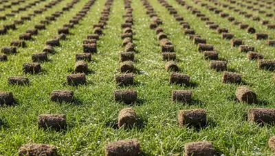 Close-up of lawn aeration soil core plugs showing turf health improvement in Thornton, CO